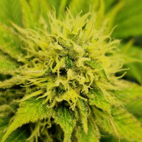 Amnesia Haze - Amy growlog timeline photo