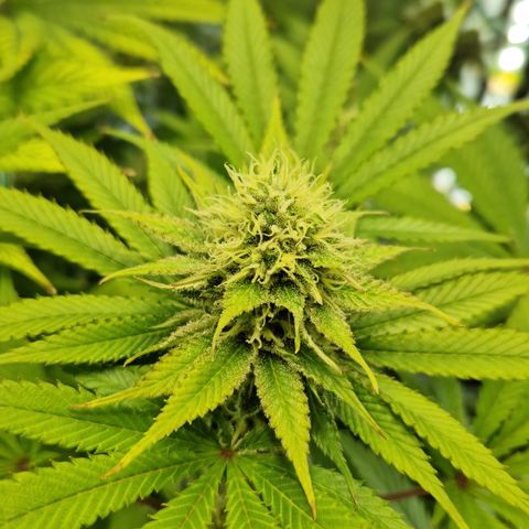 Amnesia Haze - Amy growlog timeline photo