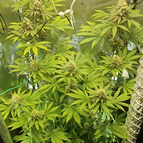 Crown Seeds Purple Haze - Lili growlog timeline photo