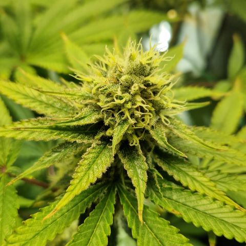 Amnesia Haze - Amy growlog timeline photo