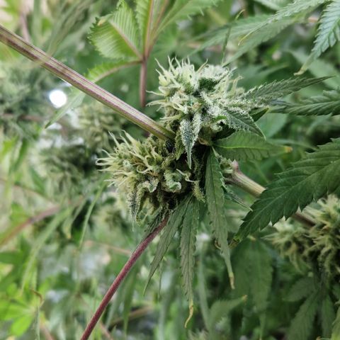 Amnesia Haze - Amy growlog timeline photo