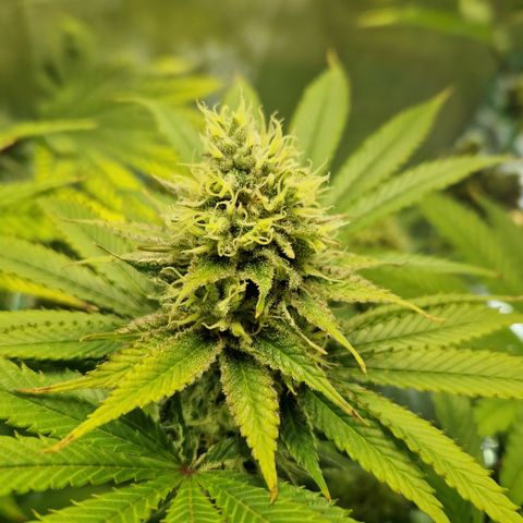 Amnesia Haze - Amy growlog timeline photo