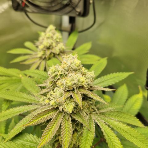 Crown Seeds Purple Haze - Lili growlog timeline photo