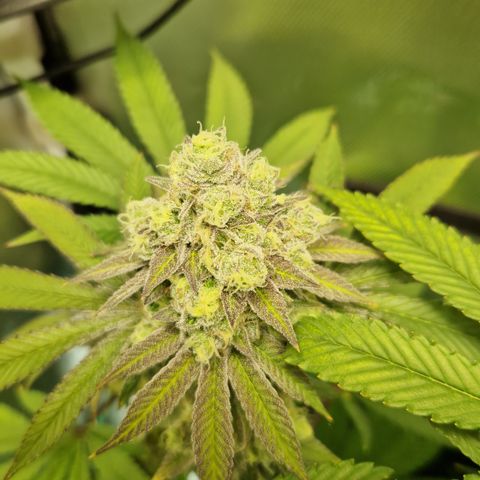 Crown Seeds Purple Haze - Lili growlog timeline photo