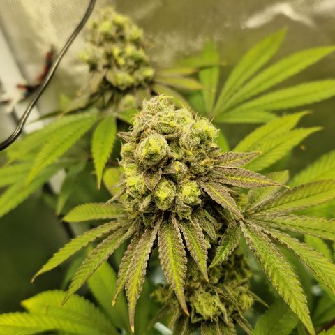 Crown Seeds Purple Haze - Lili growlog timeline photo