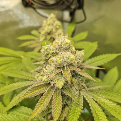 Crown Seeds Purple Haze - Lili growlog timeline photo