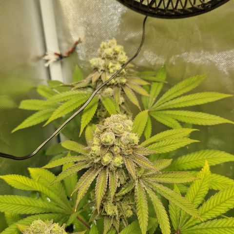 Crown Seeds Purple Haze - Lili growlog timeline photo
