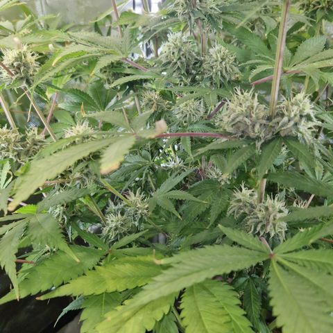 Amnesia Haze - Amy growlog timeline photo