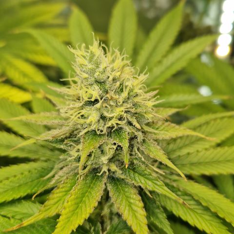 Amnesia Haze - Amy growlog timeline photo