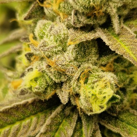 Crown Seeds Purple Haze - Lili growlog timeline photo