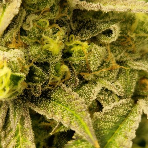 Crown Seeds Purple Haze - Lili growlog timeline photo