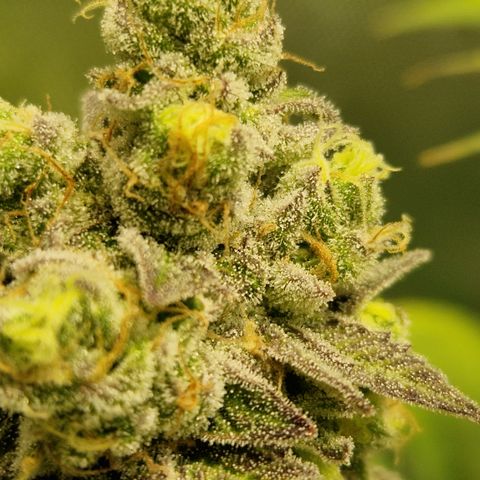 Crown Seeds Purple Haze - Lili growlog timeline photo