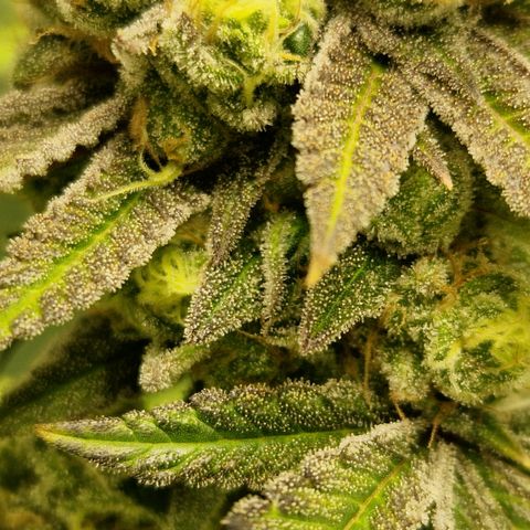Crown Seeds Purple Haze - Lili growlog timeline photo