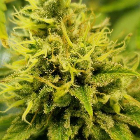 Amnesia Haze - Amy growlog timeline photo