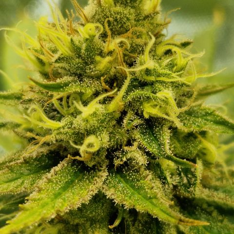 Amnesia Haze - Amy growlog timeline photo