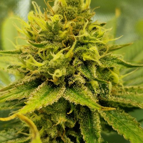 Amnesia Haze - Amy growlog timeline photo