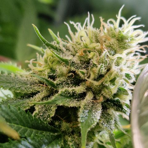 Amnesia Haze - Amy growlog timeline photo