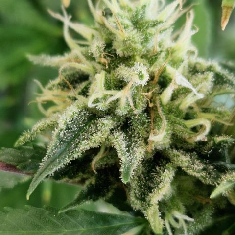 Amnesia Haze - Amy growlog timeline photo
