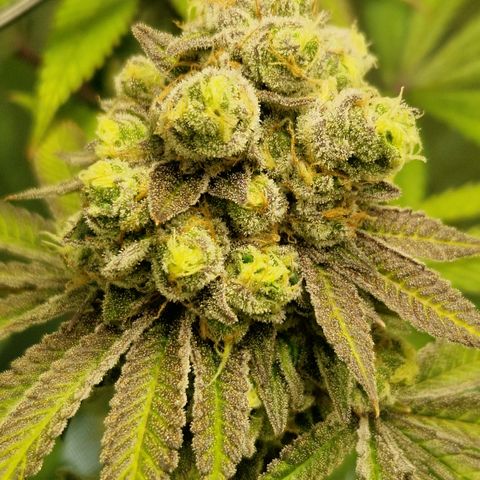 Crown Seeds Purple Haze - Lili growlog timeline photo