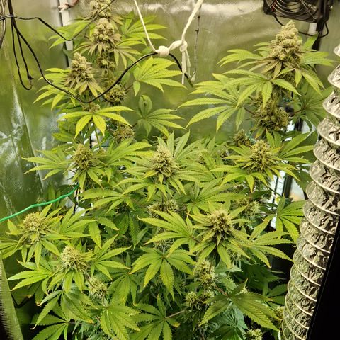 Crown Seeds Purple Haze - Lili growlog timeline photo