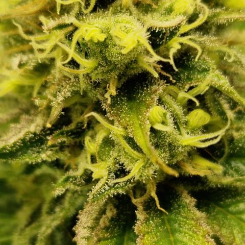 Amnesia Haze - Amy growlog timeline photo