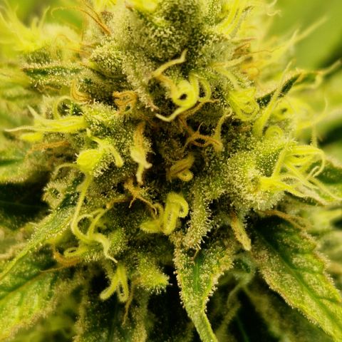 Amnesia Haze - Amy growlog timeline photo
