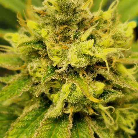 Amnesia Haze - Amy growlog timeline photo