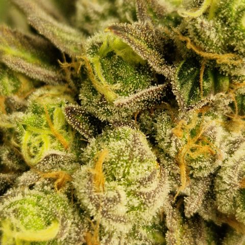 Crown Seeds Purple Haze - Lili growlog timeline photo