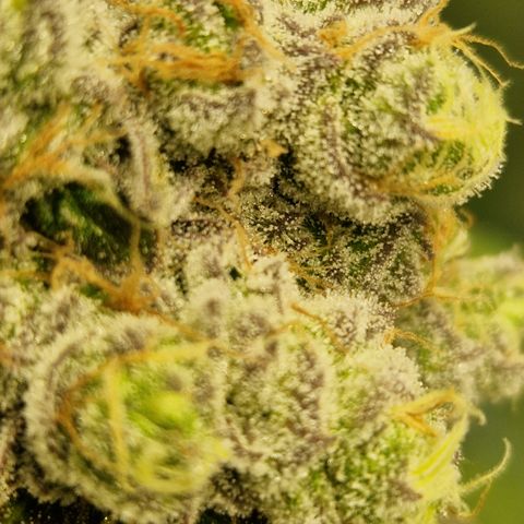 Crown Seeds Purple Haze - Lili growlog timeline photo