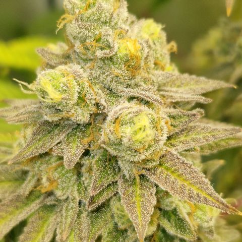 Crown Seeds Purple Haze - Lili growlog timeline photo