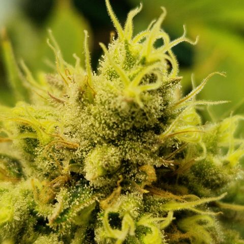 Amnesia Haze - Amy growlog timeline photo