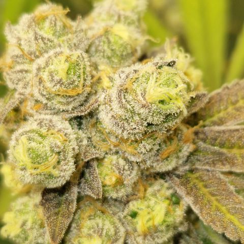 Crown Seeds Purple Haze - Lili growlog timeline photo