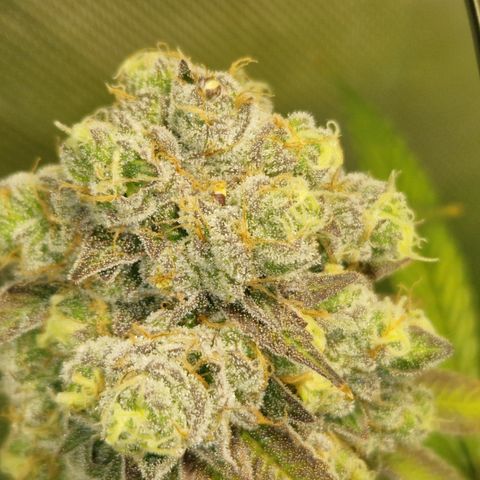 Crown Seeds Purple Haze - Lili growlog timeline photo