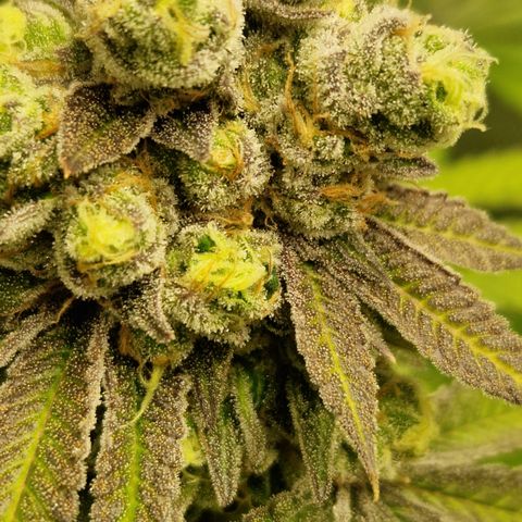 Crown Seeds Purple Haze - Lili growlog timeline photo