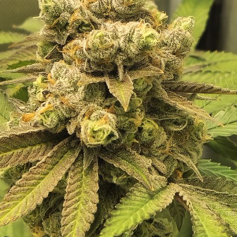 Crown Seeds Purple Haze - Lili growlog timeline photo