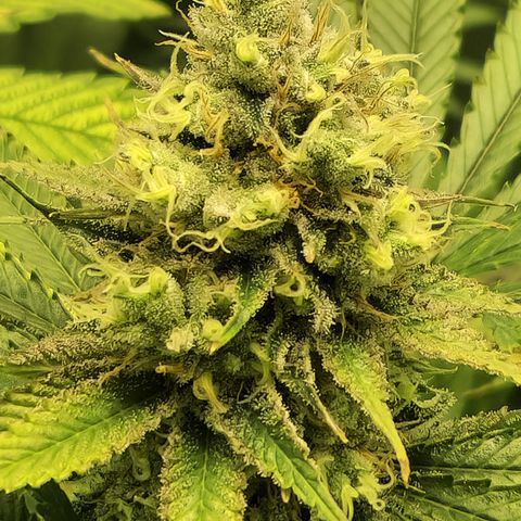 Amnesia Haze - Amy growlog timeline photo