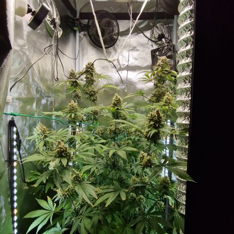 Crown Seeds Purple Haze - Lili growlog timeline photo