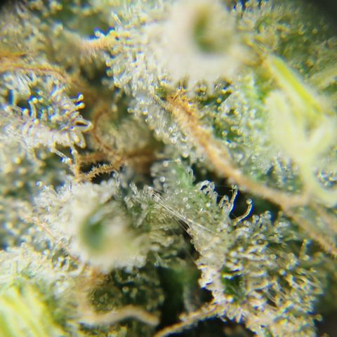 Amnesia Haze - Amy growlog timeline photo