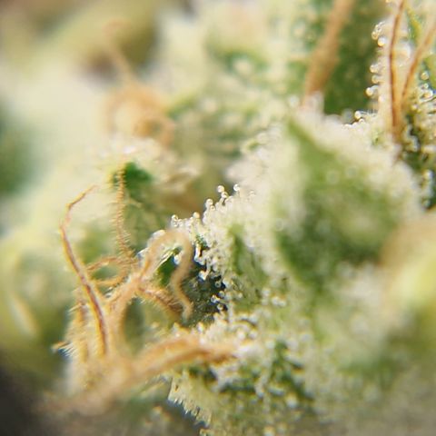 Amnesia Haze - Amy growlog timeline photo