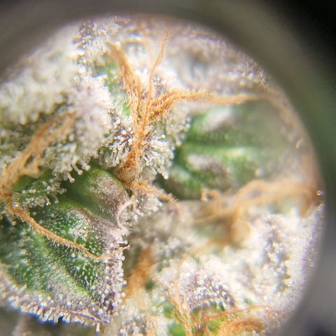 Crown Seeds Purple Haze - Lili growlog timeline photo