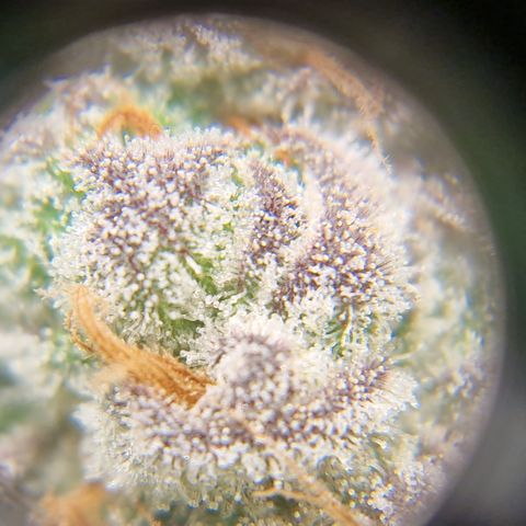 Crown Seeds Purple Haze - Lili growlog timeline photo
