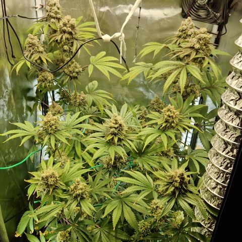 Crown Seeds Purple Haze - Lili growlog timeline photo