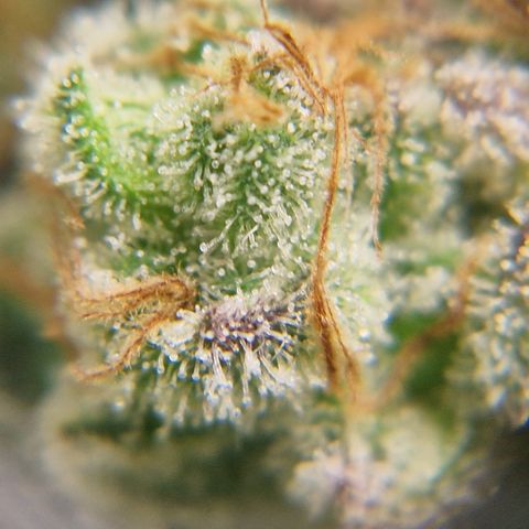 Crown Seeds Purple Haze - Lili growlog timeline photo