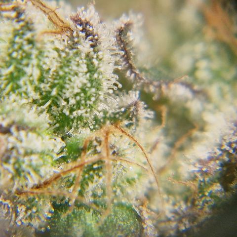 Crown Seeds Purple Haze - Lili growlog timeline photo