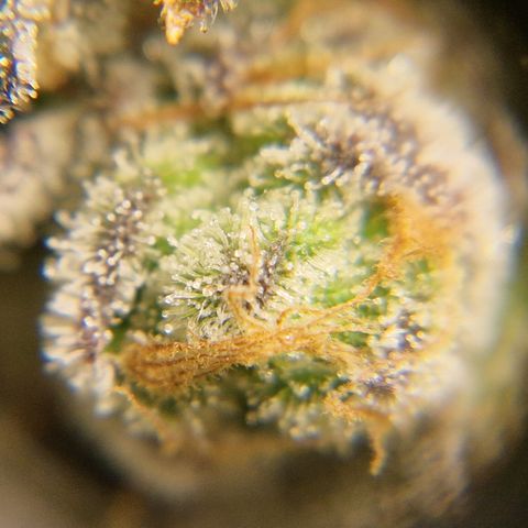Crown Seeds Purple Haze - Lili growlog timeline photo