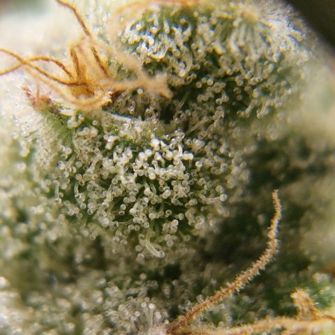 Amnesia Haze - Amy growlog timeline photo