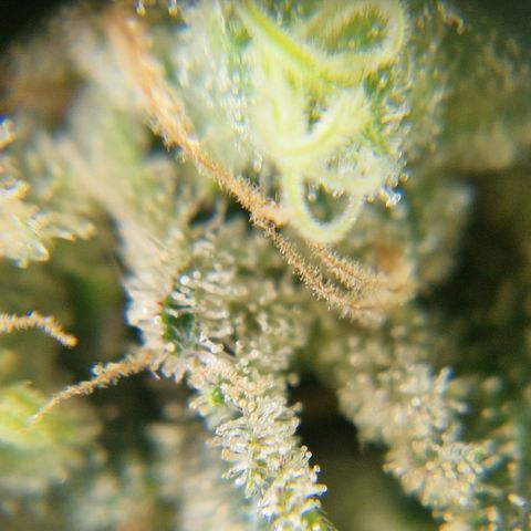 Amnesia Haze - Amy growlog timeline photo