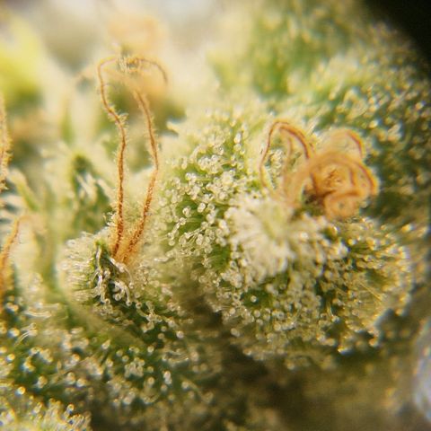 Amnesia Haze - Amy growlog timeline photo