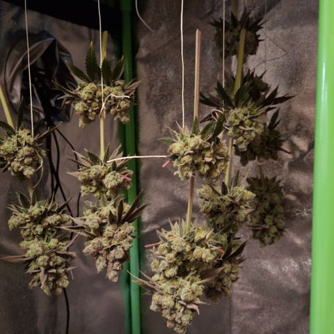 Crown Seeds Purple Haze - Lili growlog timeline photo