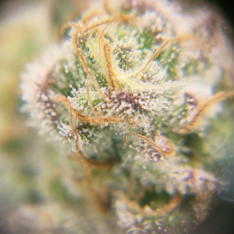 Crown Seeds Purple Haze - Lili growlog timeline photo